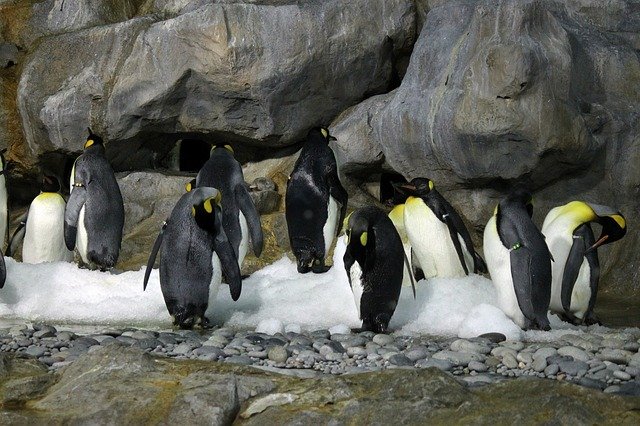 tučňáci u ledu.jpg