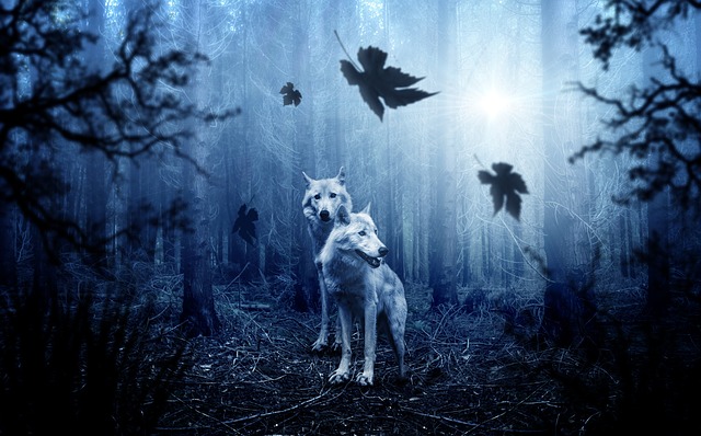 vlci v lese