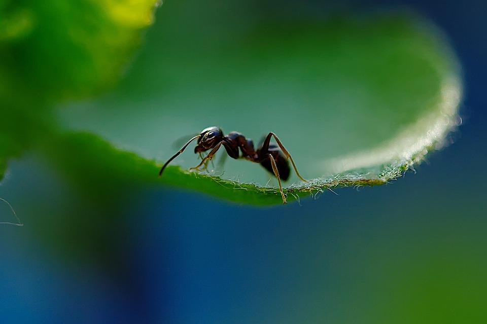 mravenec v přírodě